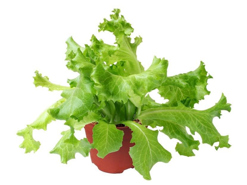 Lechuga cultivada en una maceta