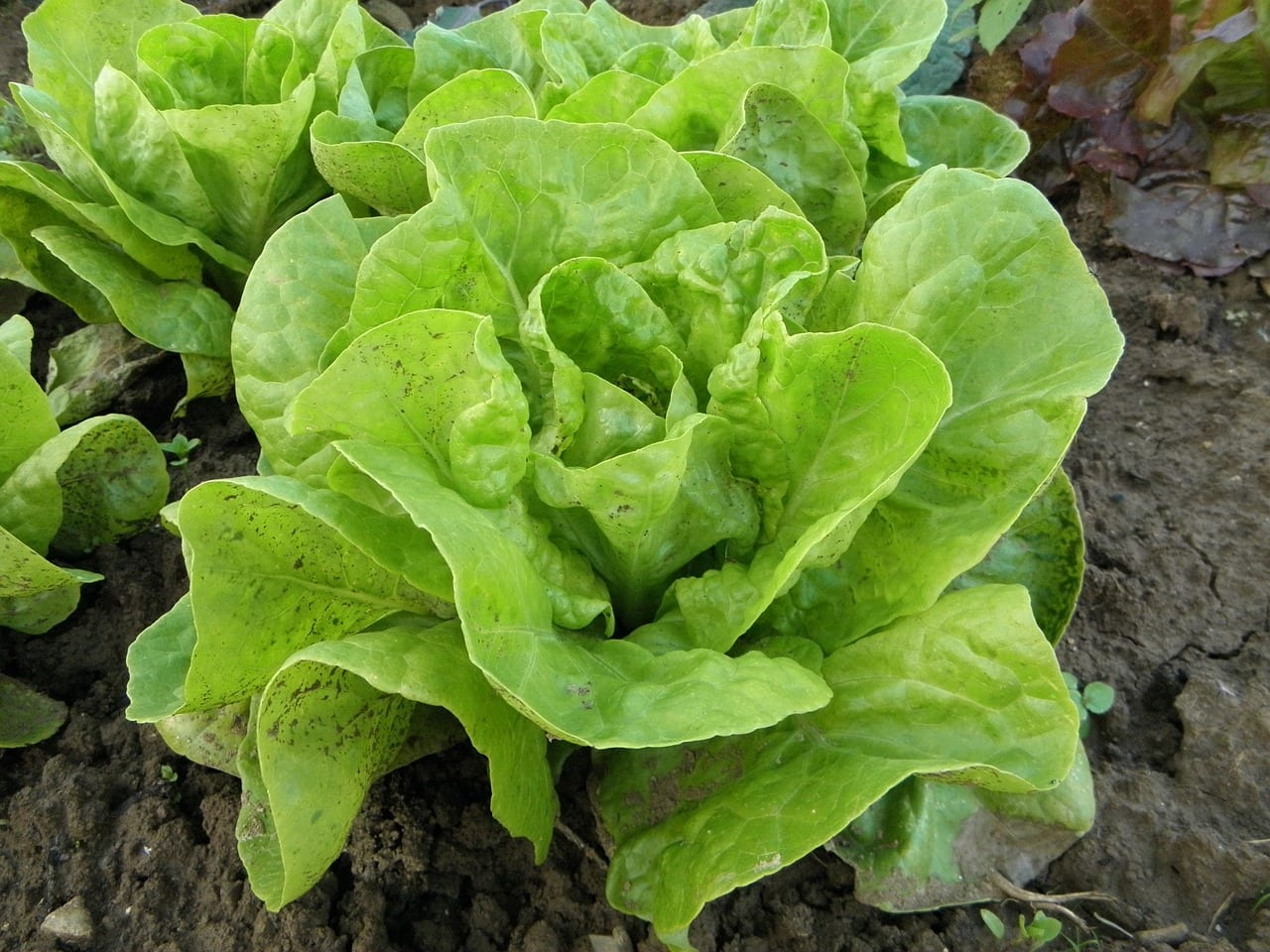 Verduras de hoja verde: cuáles son y cómo cultivarlas
