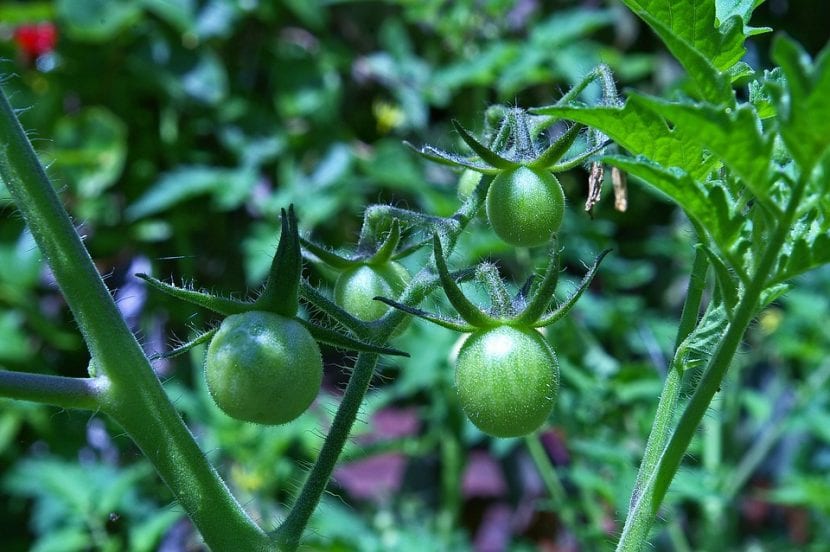 Plantas de tomate creciendo en el huerto