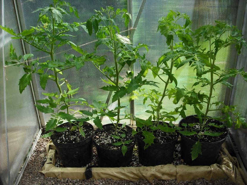 Tomateras cultivadas en macetas