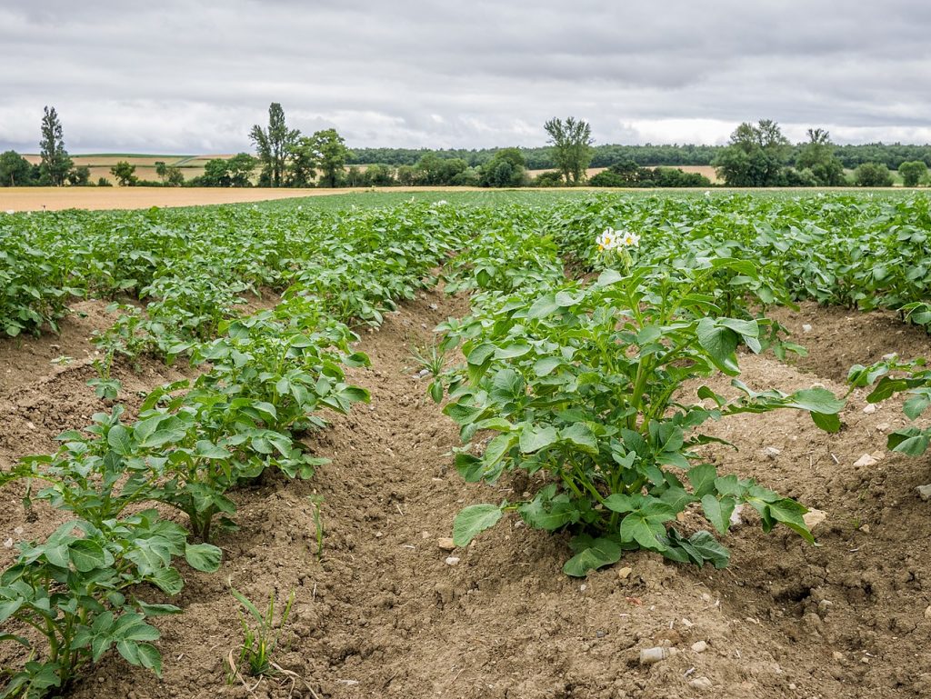 Cultivo de patatas en pleno desarrollo