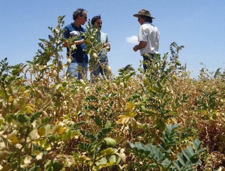 Plantación de garbanzos en el huerto