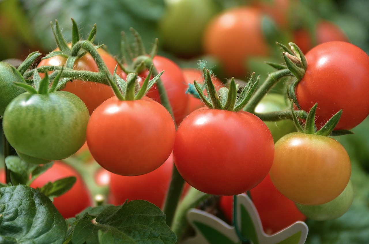 Cuándo y cómo regar los tomates para que no se agrieten