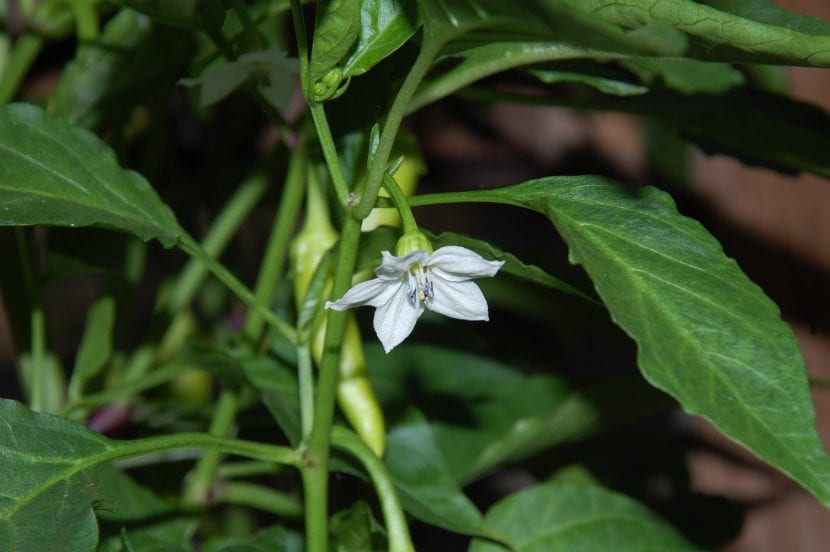 Flor blanca de una planta de pimiento