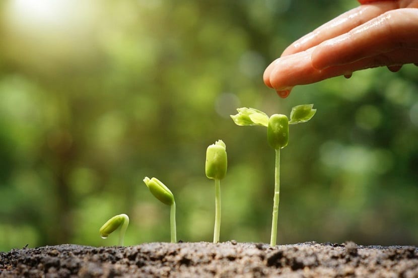 Plantas jóvenes de soja creciendo en el huerto
