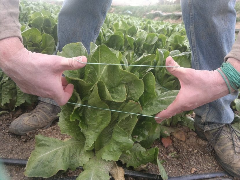 Atando una lechuga romana para blanquear su cogollo