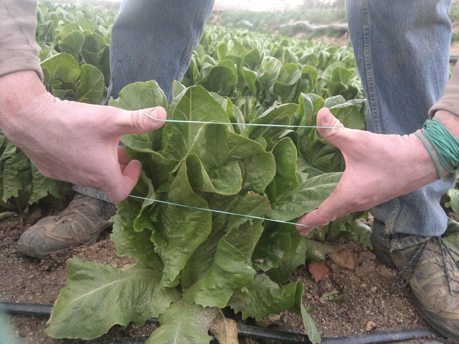 Por qué y cuándo atar las lechugas del huerto