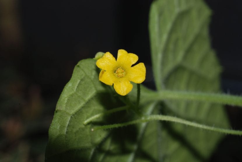 Flores amarillas de Melothria scabra