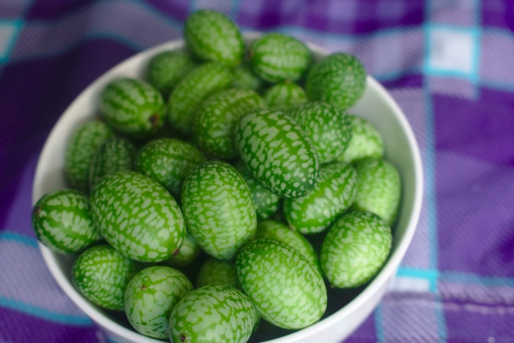 Cucamelón (Melothria scabra): cultivo paso a paso
