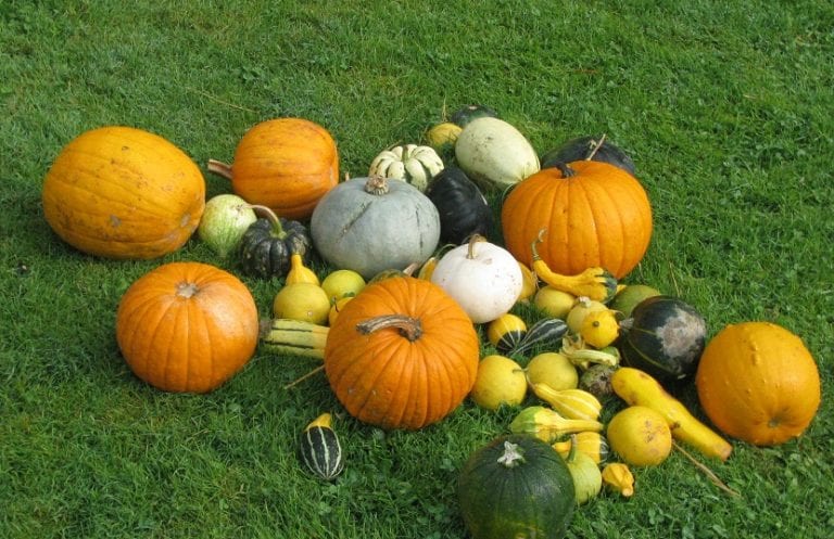 Distintas cucurbitáceas cultivadas: calabazas, calabacines, melón y sandía