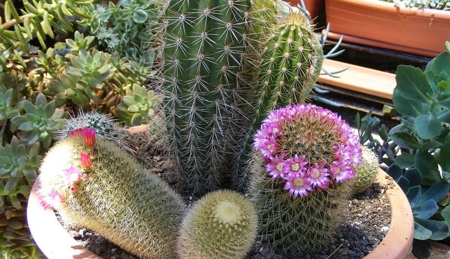 Punto de injerto engrosado en el tallo de una planta joven