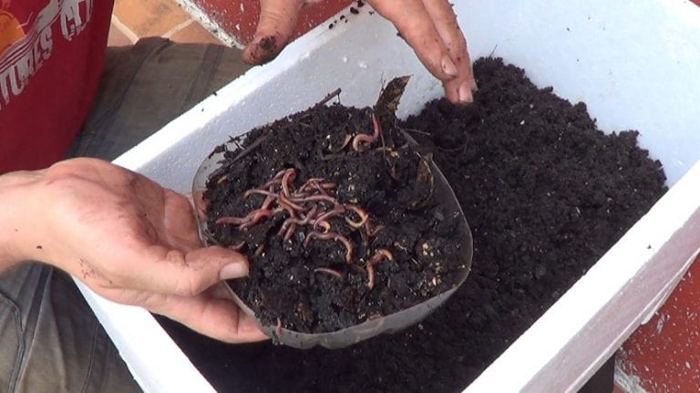 Humus de lombriz ya cosechado, oscuro y de textura granulosa