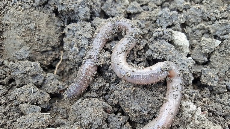 Lombrices rojas californianas en el sustrato de una vermicompostera