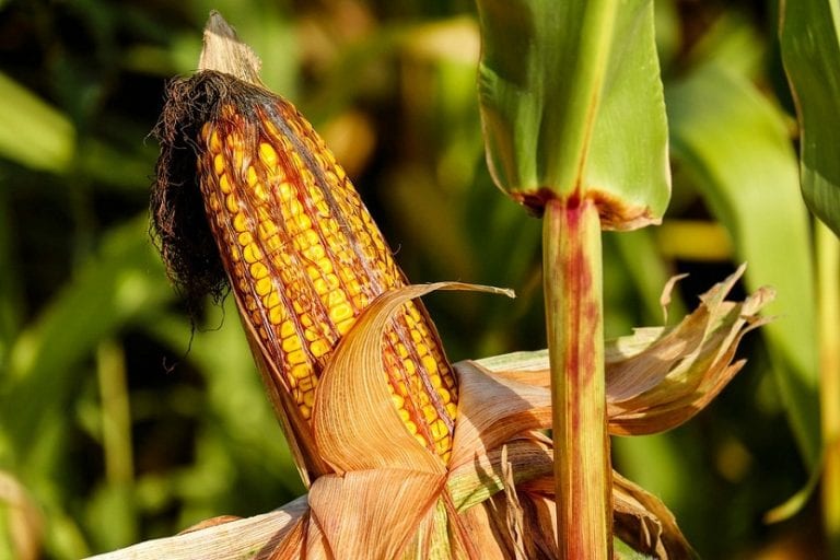 Planta de maíz desarrollada en el huerto