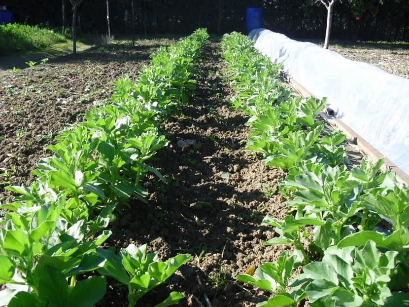 Habas creciendo en el huerto