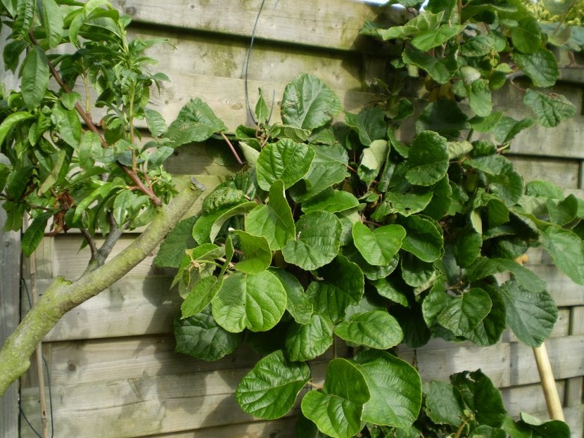 Planta de kiwi Actinidia deliciosa en cultivo