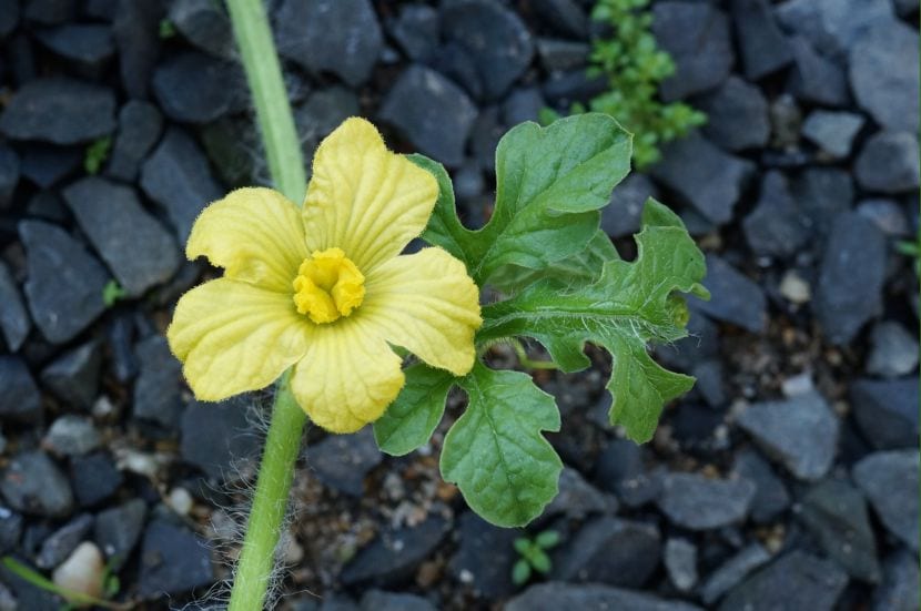 Flor de sandía Citrullus lanatus abierta en la planta