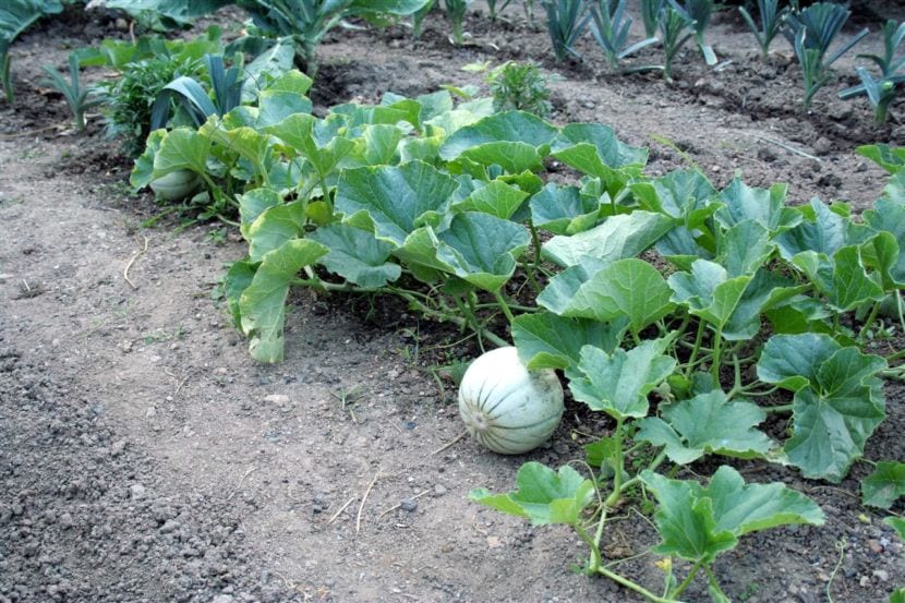 Planta de melón con fruto sobre el terreno