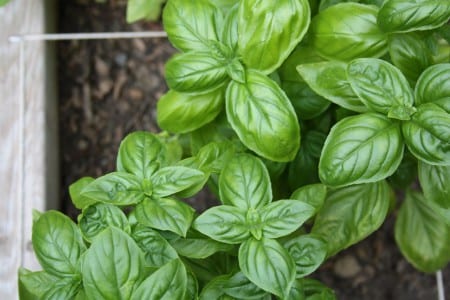 Mata de albahaca genovesa con hojas verdes anchas y abombadas