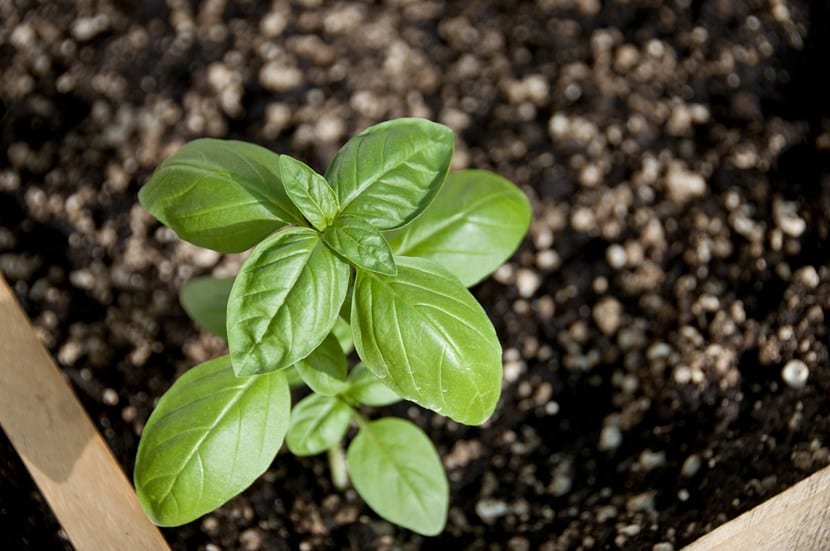 Albahaca genovesa: cultivo, pinzado y cosecha paso a paso