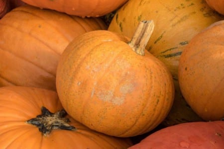 Calabaza madura de piel naranja en la planta