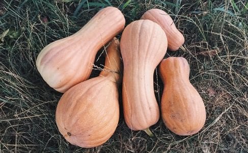 Cosecha de calabazas recogidas con su pedúnculo
