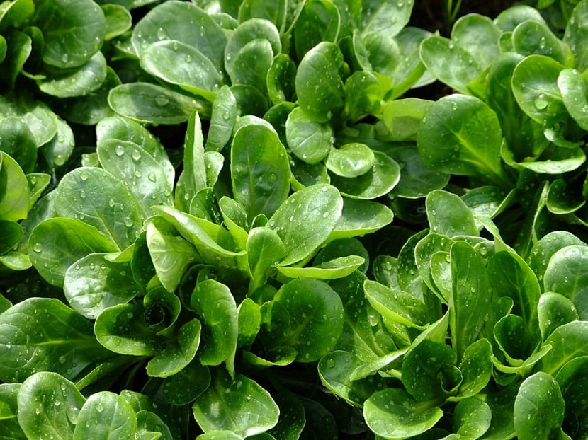 Cultivar canónigos: siembra, cuidados y propiedades