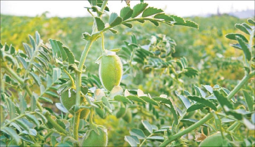 Cómo cultivar garbanzos en el huerto paso a paso