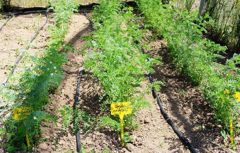 Plantas de garbanzo con vainas en formación
