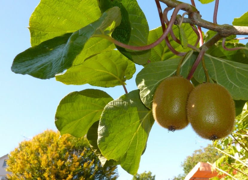Cultivar kiwi en el huerto: suelo, polinización y poda