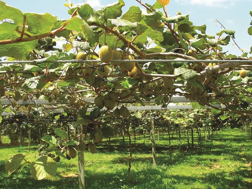 Frutos de kiwi maduros en la planta