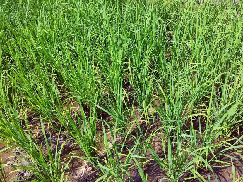 Plantación de arroz con lámina de agua