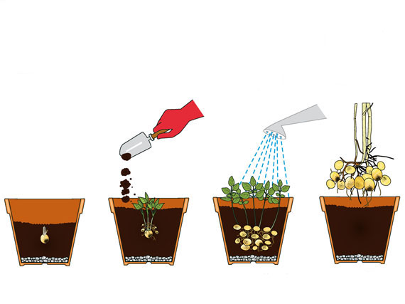 Cultivar patatas en la terraza