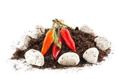 Planta trepadora de pimienta negra con hojas acorazonadas