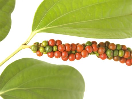 Cómo cultivar pimienta negra en casa (Piper nigrum)