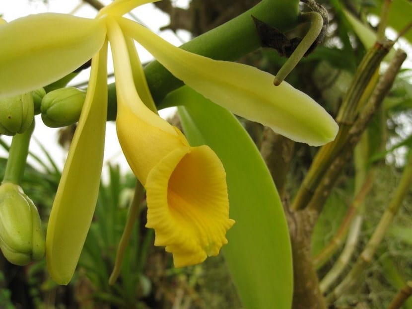 Cómo cultivar vainilla: guía completa del cultivo al curado