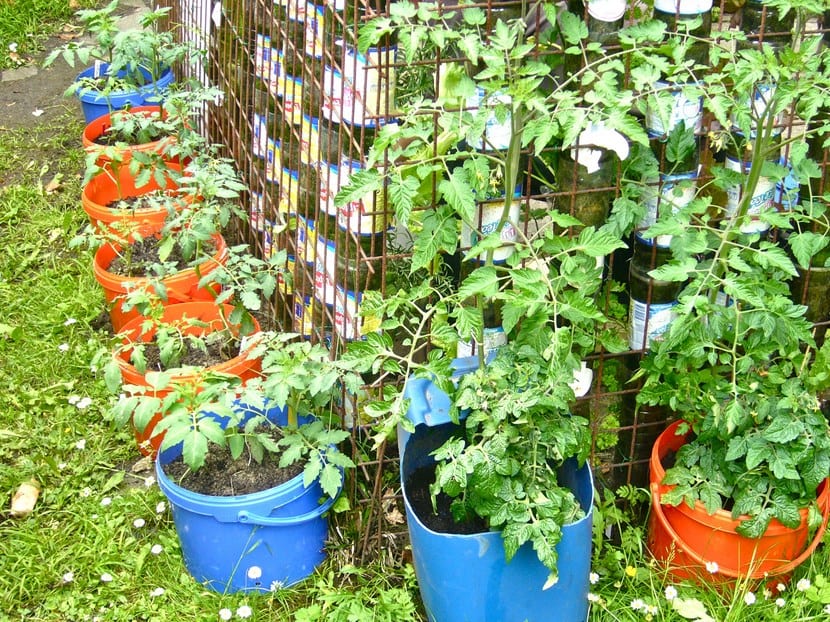 Cubos reciclados con plantas de huerto en una terraza