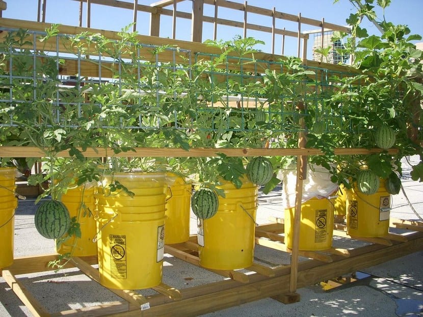 Vegetales cultivados en cubos de plástico reciclados