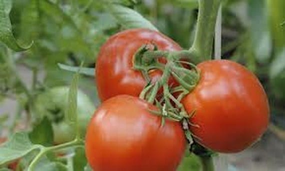 Cultivar verduras en casa: qué crece con poca luz y qué no