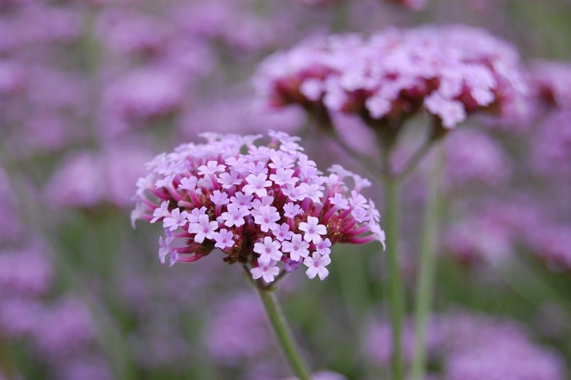 Cómo cultivar verbena en casa: siembra, riego y poda
