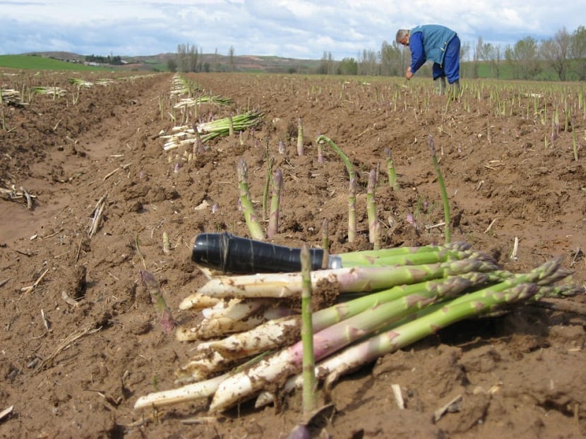 Recolección de espárragos en primavera