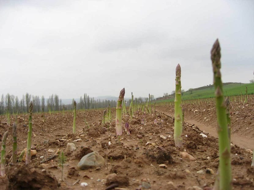 Cultivo de espárragos: plantación, riego y recolección