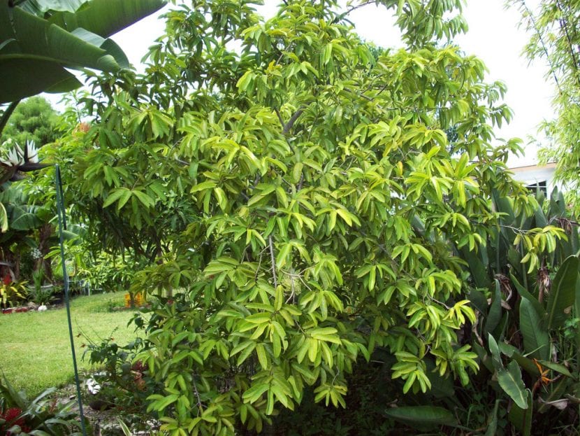 Fruto de Annona muricata colgando del árbol