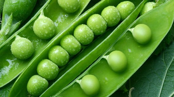 Guisantes en maceta: siembra, tutorado y cosecha