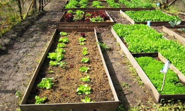 Bancal de huerto con varias hortalizas en cultivo