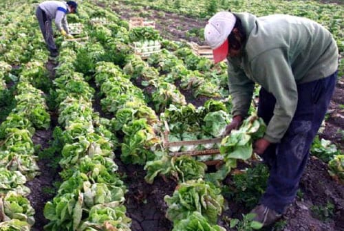 Cultivo de hortalizas: guía práctica de huerto paso a paso