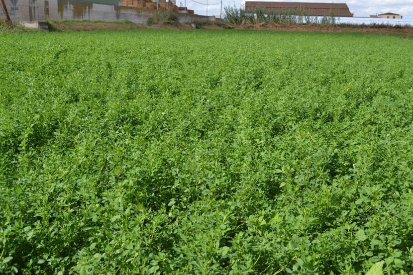 Cultivo de alfalfa en floración