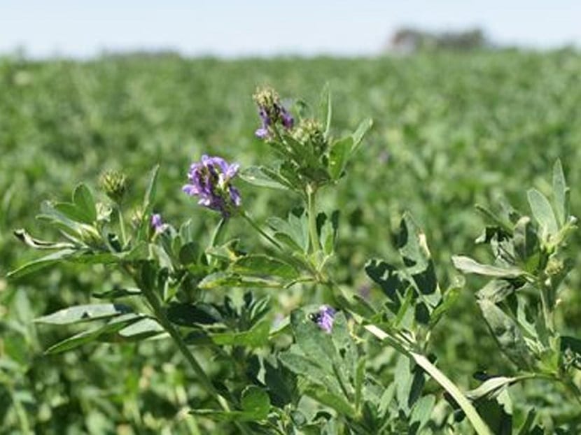 Detalle de la planta de alfalfa, Medicago sativa