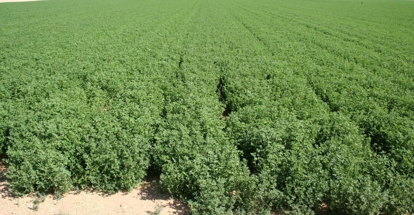 Cultivo de la alfalfa: siembra, riego, abonado y cortes