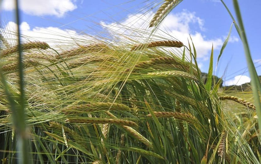 Campo de cebada con las espigas ya formadas